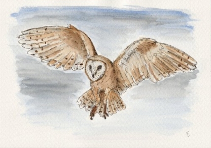 Original Watercolour And Ink Sketch Of A Barn Owl On A4 300gsm Paper Not A Print
