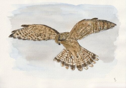 Original Watercolour And Ink Sketch Of A Kestrel on A4 300gsm Paper Not A Print