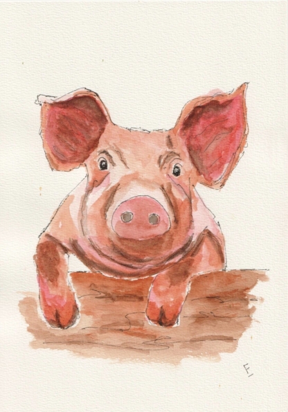 Original Ink And Wash Sketch Of A Pig A4 300gsm Paper Not A Print. Farming