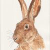 Original Watercolour And Ink Sketch Of A Hare On A4 300gsm Paper