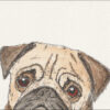 Watercolour and ink painting of a pug