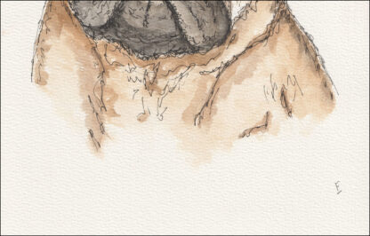 Watercolour and ink painting of a pug