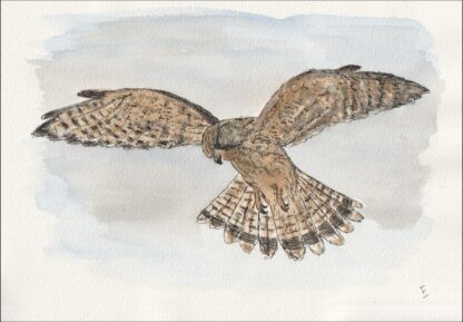 Watercolour And Ink Painting Of A Kestrel, Contemporary Bird Of Prey Art, A4