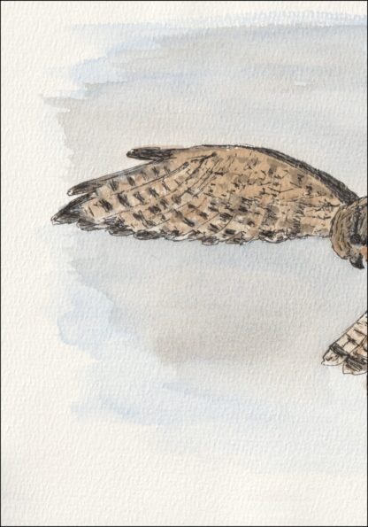 Watercolour And Ink Painting Of A Kestrel, Contemporary Bird Of Prey Art, A4 - Image 2